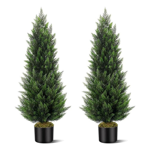 Cedar And Cypress Evergreen Trees