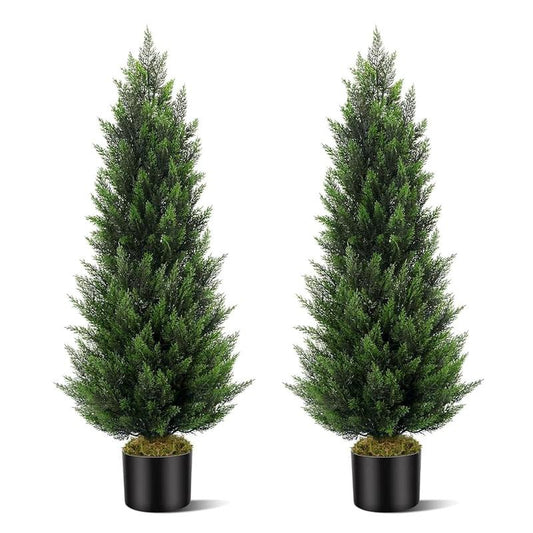 Cedar And Cypress Evergreen Trees